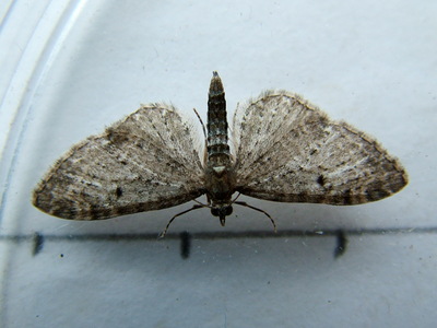 Goldenrod Pug